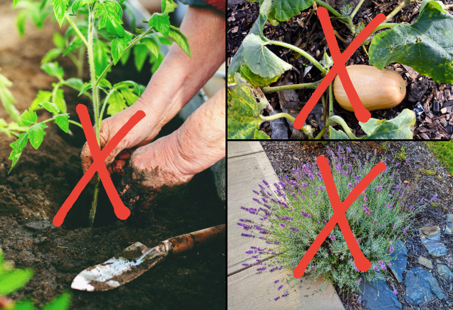 Examples of gardening mistakes including improper planting, squash, and lavender